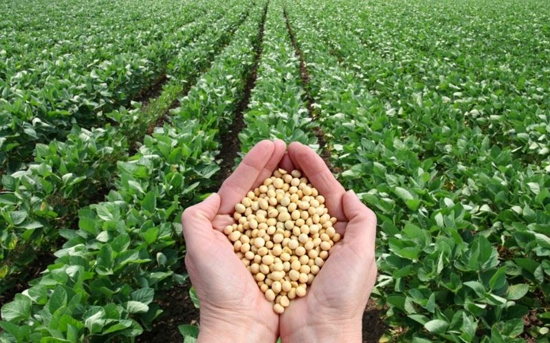 hand holding soy beans, soy beans can improve menopausal symptoms
