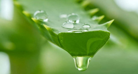 Benefits of Aloe Vera | kulture.store