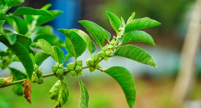 How can Ashwagandha help to reduce Anxiety and Stress?