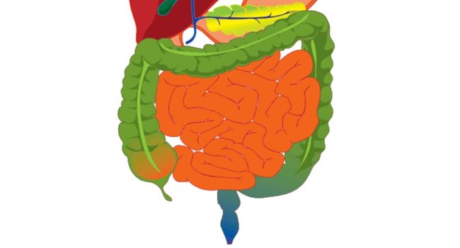 healthy colon for gut health and how Berry Cleanse can help.