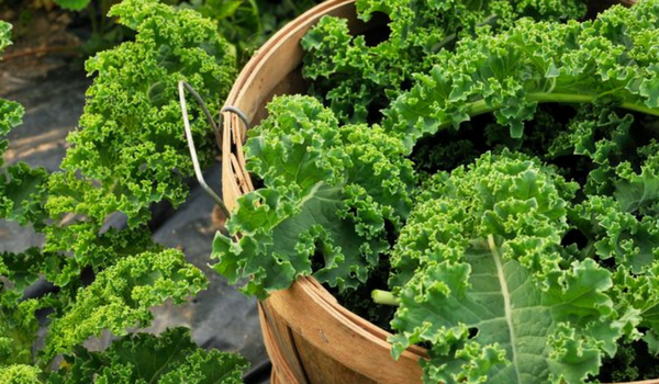Cruciferous vegetables to help balance oestrogen | kulture.store