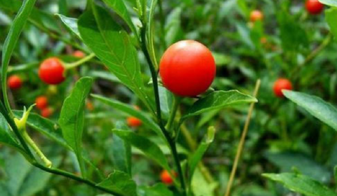 The amazing benefits of Ashwagandha | kulture.store